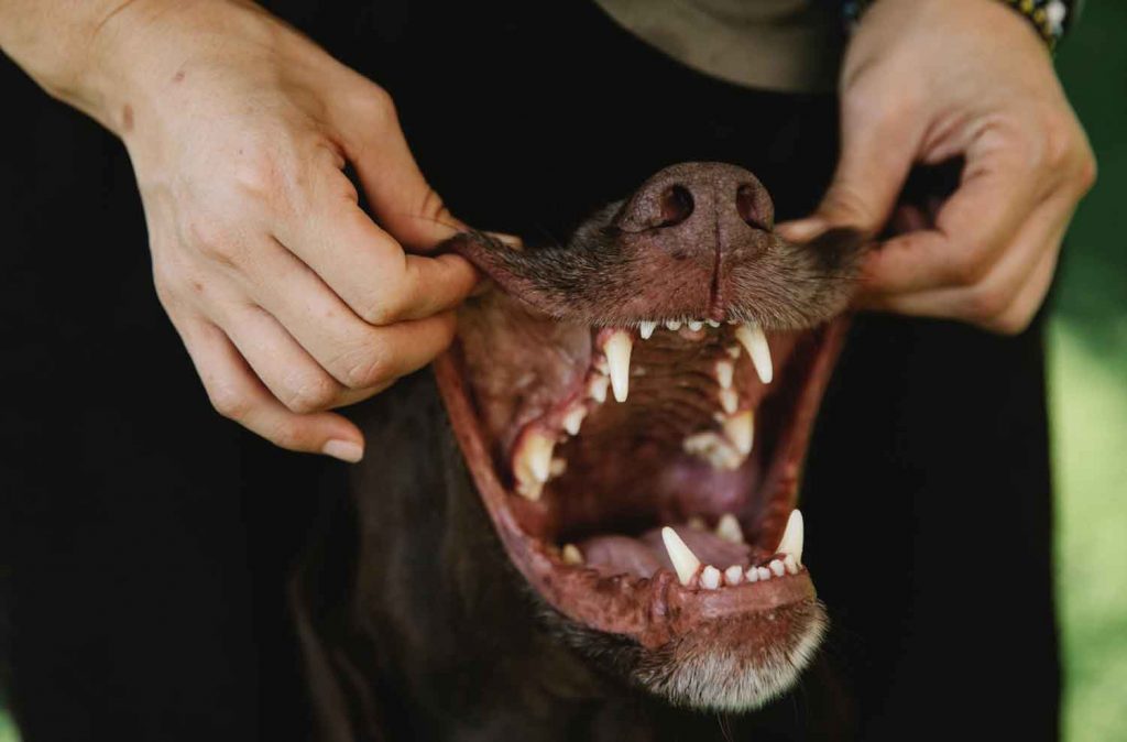 Seminar-Dentalhygieniker-Hund