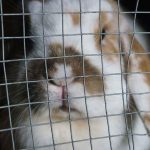 Kaninchen hinter einem Gitter