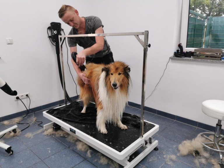 Groomer (Hundefriseur) Ausbildung dift.de