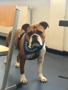 Schulhund