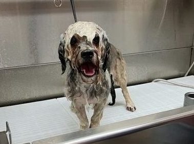 Hund beim Hundefriseur