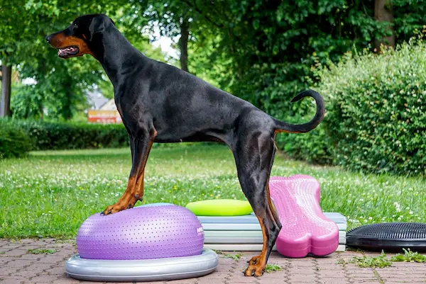 Hund auf Sportgerät