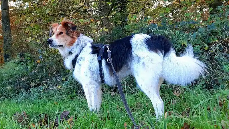 Herdenschutz-Hund