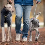 Zwei Hunde an der Leine